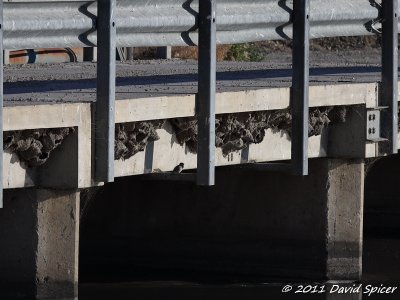 Cliff Swallow Nests