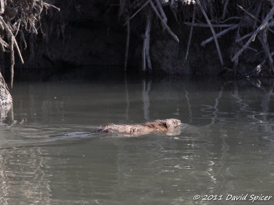 Muskrat