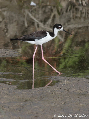 Black-necked Stilt