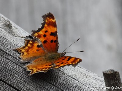 ? Comma