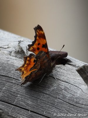 ? Comma