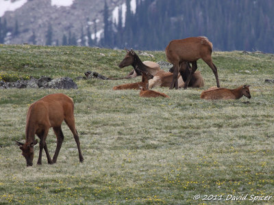 Elk