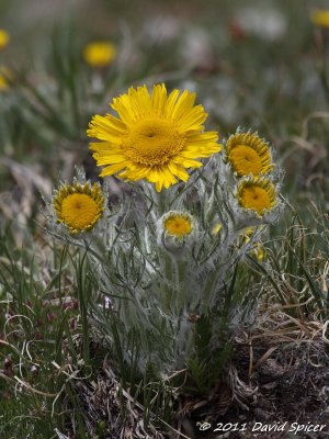 Alpine Sunflower