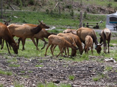 Elk