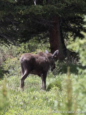 Moose