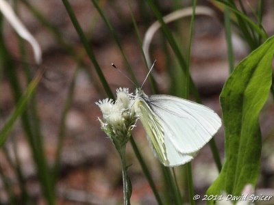 Mustard White