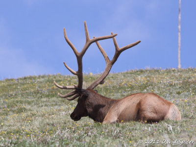 Elk