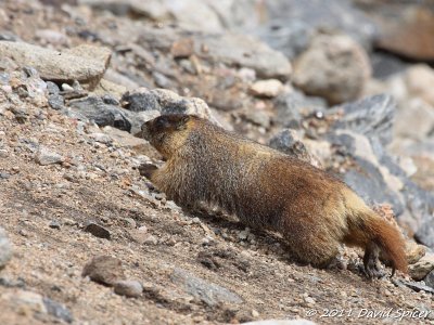Yellow-bellied Marmot