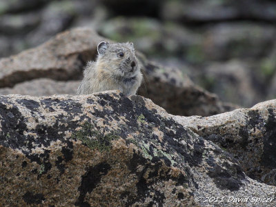 Pika