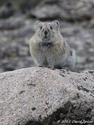 Pika