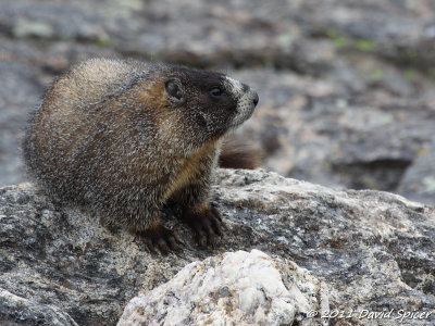 Yellow-bellied Marmot