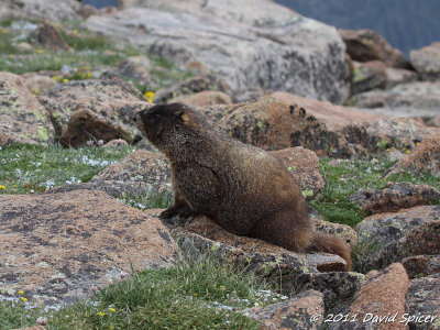 Yellow-bellied Marmot