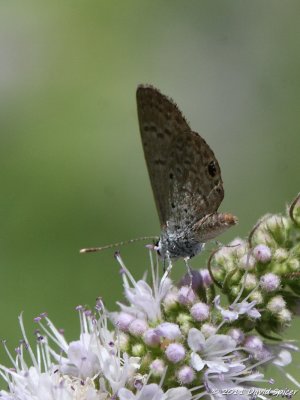 Ceraunus Blue