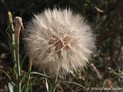 IMG_9320.jpg