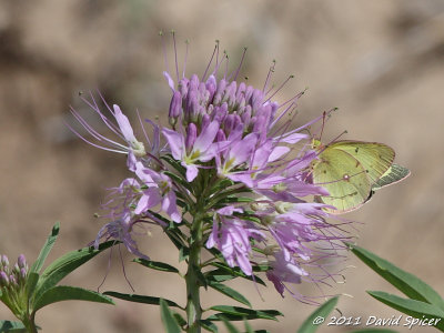 Clouded Sulphur