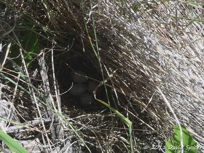 Green-tailed Towhee nest