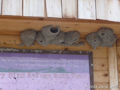 Cliff Swallow Nests