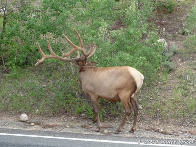 Elk