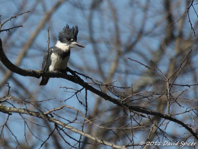 Belted Kingfisher