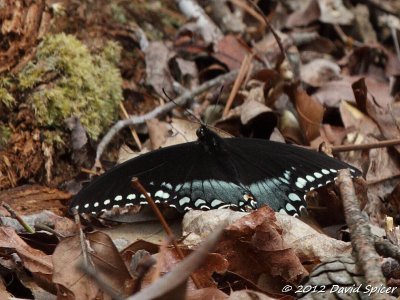Spicebush Swallowtail