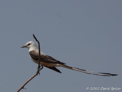 Scissor-tailed Flycatcher