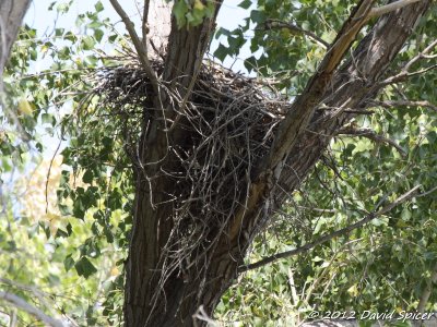 Common Black-Hawk nest