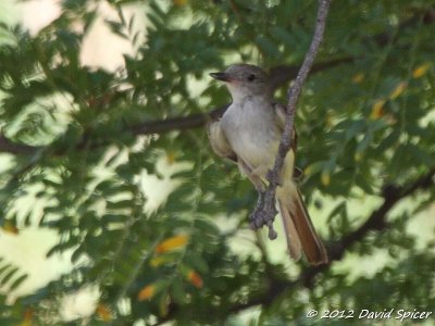 Brown-crested Flycatcher?