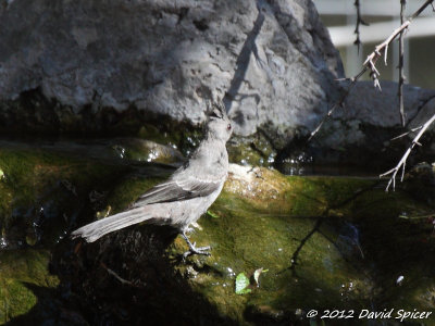 Phainopepla