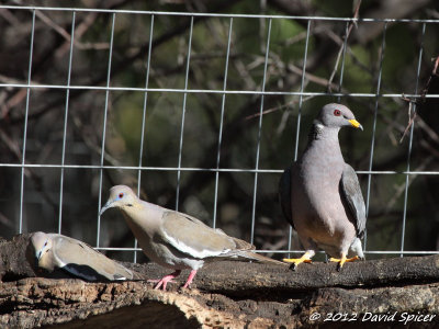 Band-tailed Pigeon and White-winged Doves