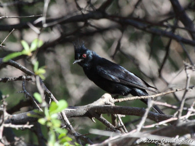 Phainopepla