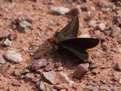 Orange-edged Roadside-Skipper