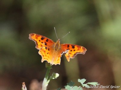 Satyr Comma