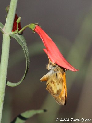 Taxiles Skipper