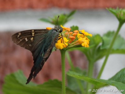 Long-tailed Skipper