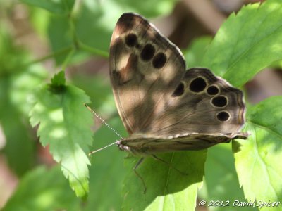 Northern Pearly-eye