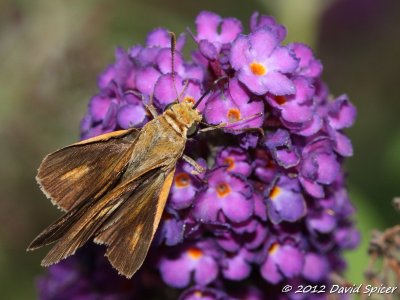 Dion Skipper