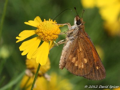 Broad-winged Skipper