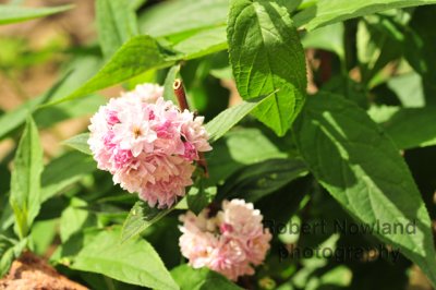 DSC_5512-LGT.jpg