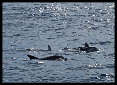 Common dolphins