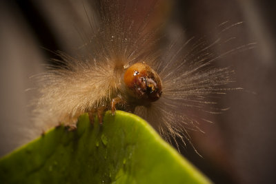 Moth Caterpillar2.jpg
