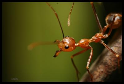 Macro4