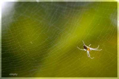 Web.jpg