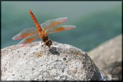 Red Dragonfly