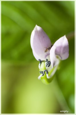 Tiny Flower.jpg