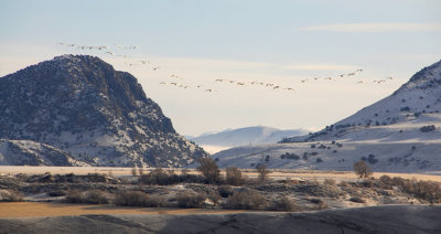 Swans over Bear River