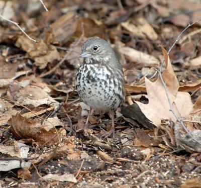 Fox Sparrow