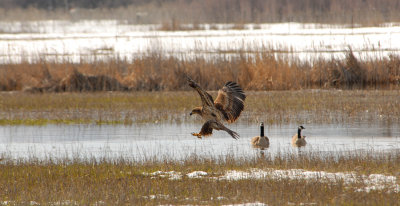 Goose Hunting
