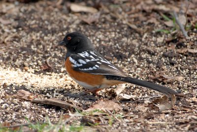 Spotted Towhee