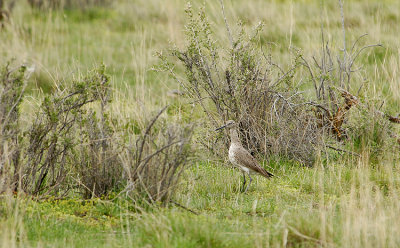 Willet