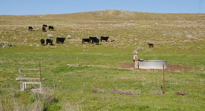 Owls are 50 feet North of this Water Trough